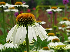 花,自然,花園