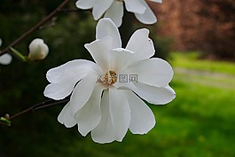 木蘭,白玉蘭,玉蘭花