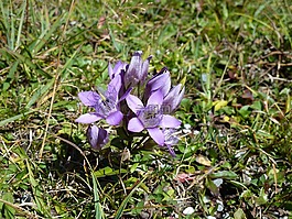干松龙胆,蓝色,野花