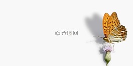 蝴蝶,弗里蒂,argynnis 波纹巴非蛤