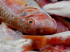 红鲻鱼,鱼,白色的鱼