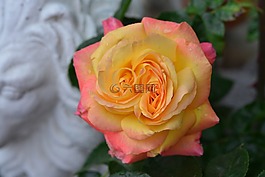 玫瑰,花,開花