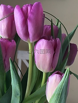 郁金香,花,紫色