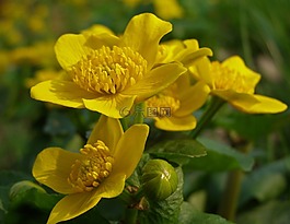 你的金盞花,春,花