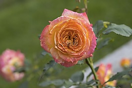 玫瑰,花,開花