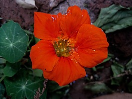金蓮花,花,橙色