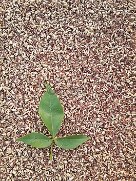 bug,食品,燈