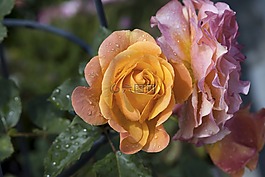 玫瑰,花,b