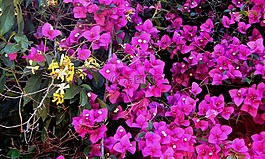 九重葛,履帶板,鮮花
