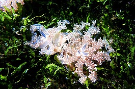 meduse,水,海洋