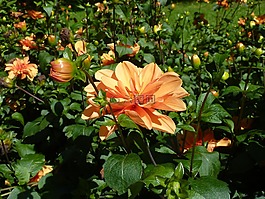 嬌琴紗,橙,花園