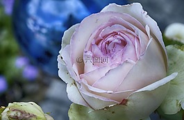 玫瑰,開花,花