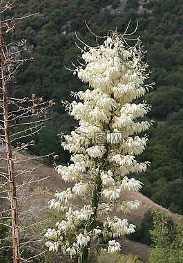 含羞草,花,花瓣