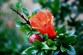花,盛開,芽