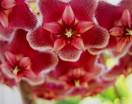 waxplant,flowerhead,霍亞