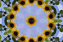 太陽(yáng)花,秋季,花