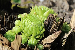 houseleek,厂,日志