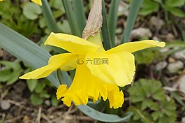 喇叭水仙,黃色,花