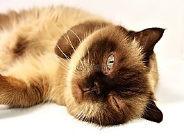 英国短毛猫,猫,宠物