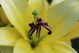 開花,關(guān)閉,郵票