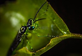 昆蟲,bespozvonochnoe,性質(zhì)