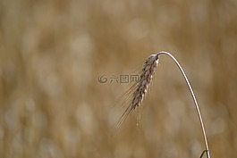 糧食,耳,場(chǎng)