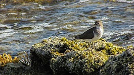 塞浦路斯,限制,海鳥(niǎo)