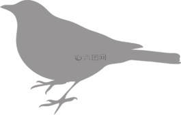 鸟,灰色,黑暗
