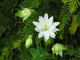 科伦白,花,g