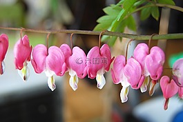 花,流血的心,自然