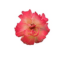 花,開(kāi)花,孤立