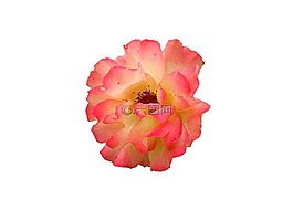花,開(kāi)花,孤立