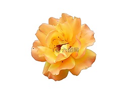 花,開(kāi)花,孤立