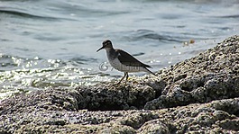 塞浦路斯,限制,海鳥(niǎo)
