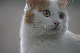 小貓,那位女士,貓