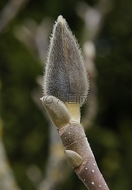 玉蘭,芽,春天