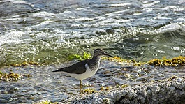 塞浦路斯,限制,海鳥(niǎo)
