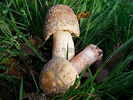 蘑菇,白毒蕈,性質(zhì)