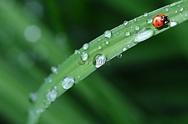 瓢蟲,拖放水的,雨