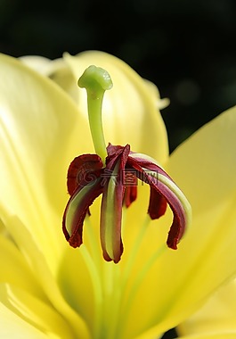 開花,花,廠