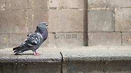 酸橙,秘鲁,中心
