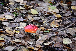 蘑菇,葉子,森林