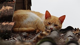 貓,睡覺,貓科動(dòng)物
