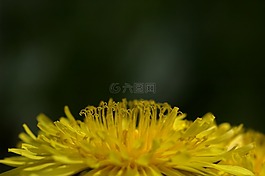 黃色,花,蒲公英