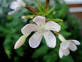 鮮花,白,小
