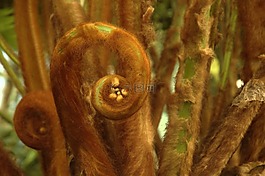 棕色,蕨類植物,春
