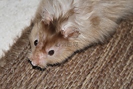 倉鼠,nager,嚙齒動物