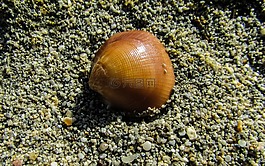 外殼,海灘,海