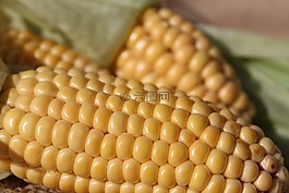 玉米棒,玉米,性質(zhì)