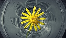 水中花,花,黄色